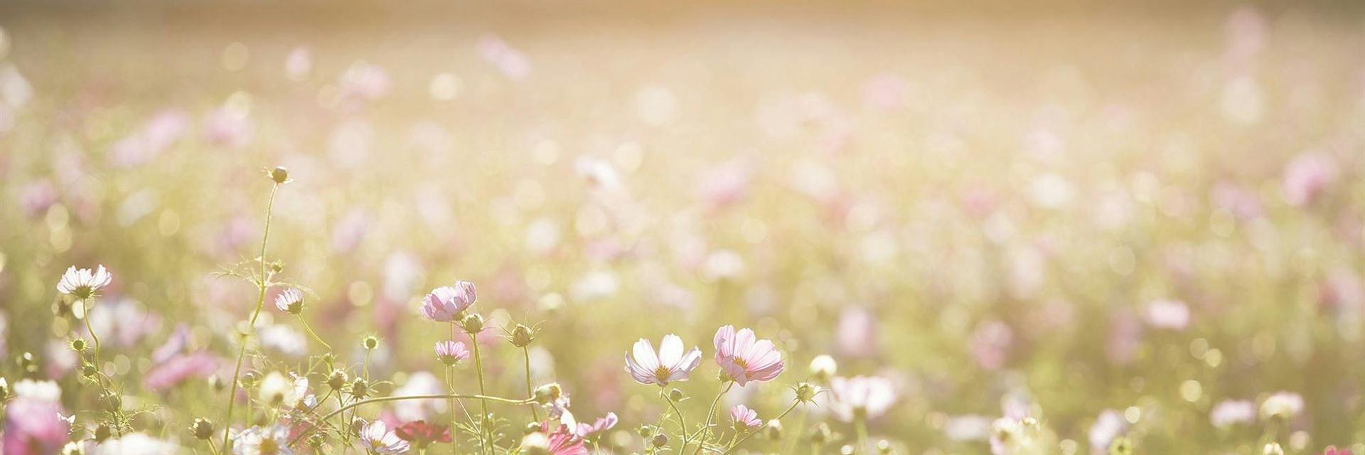 Rosa Und Lila Blumenfeld